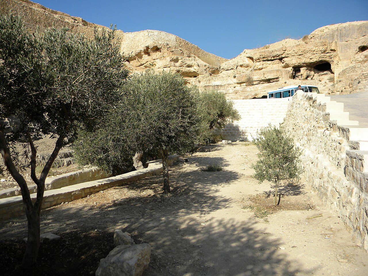 Ancient olive trees and terraces of Palestine